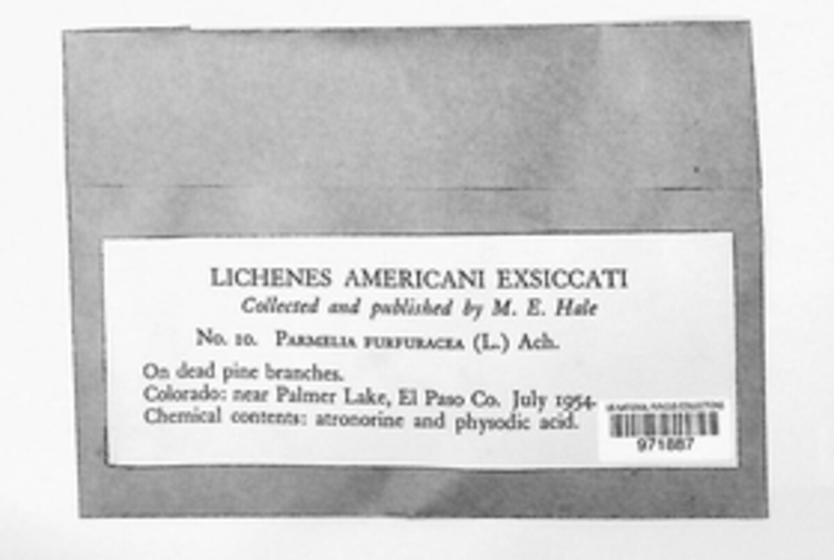 Pseudevernia furfuracea image